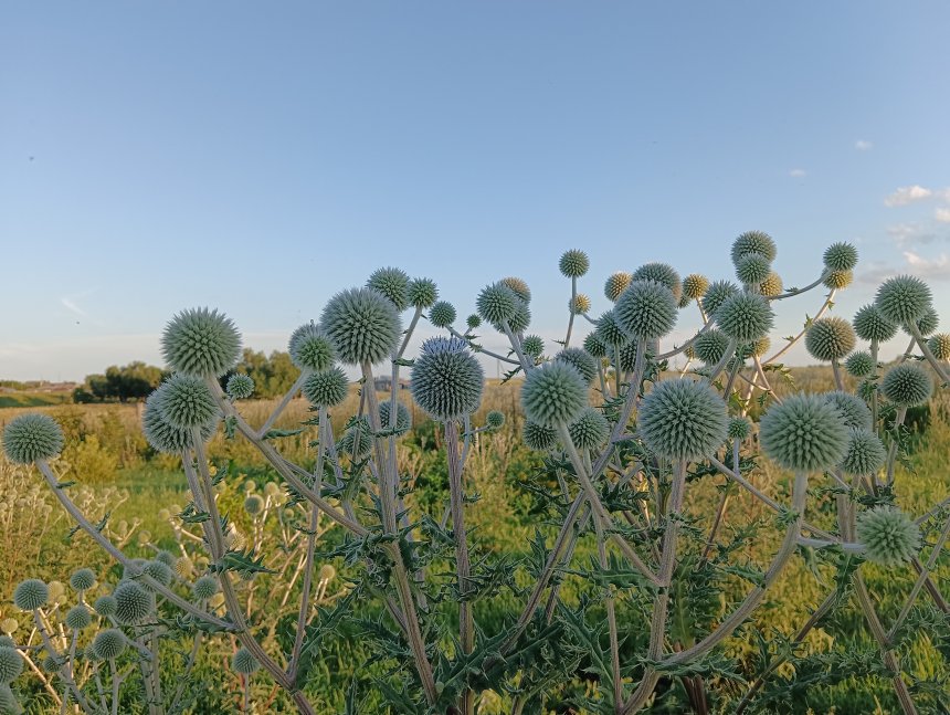 Обычный шароголовник. Ничего удивительного. - Наталья Иванчева