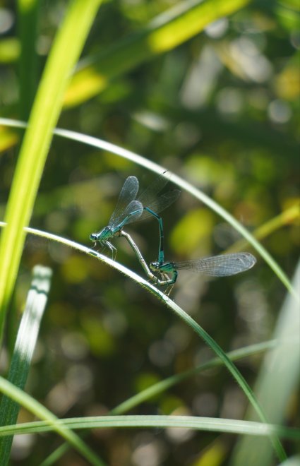 Любовь - Софья