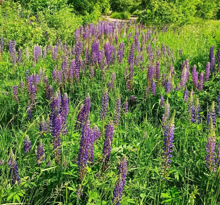 Долина Люпинов -  