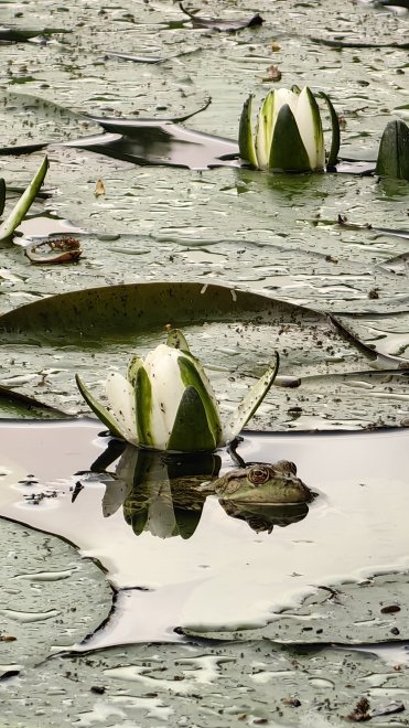 Тайный наблюдатель -  