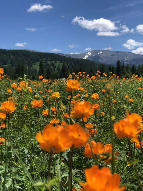 Цветение огоньков - Ирина
