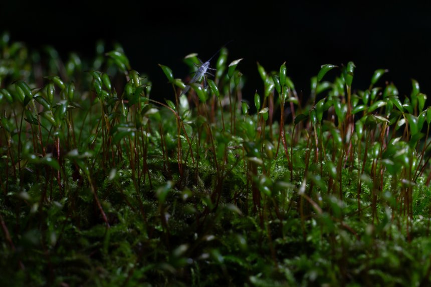 Микро лес - Матвей