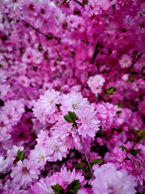 Миндальная сакура - Елизавета