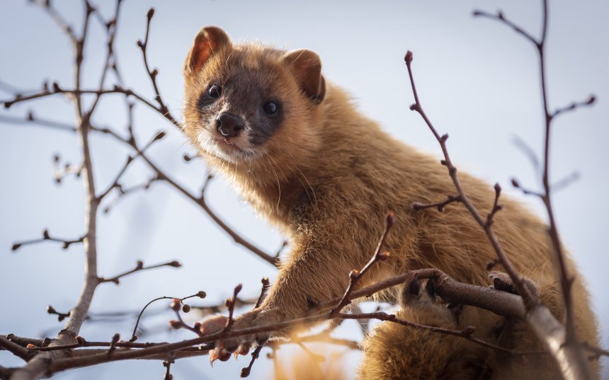 Сибирский колонок - Ева Кострома