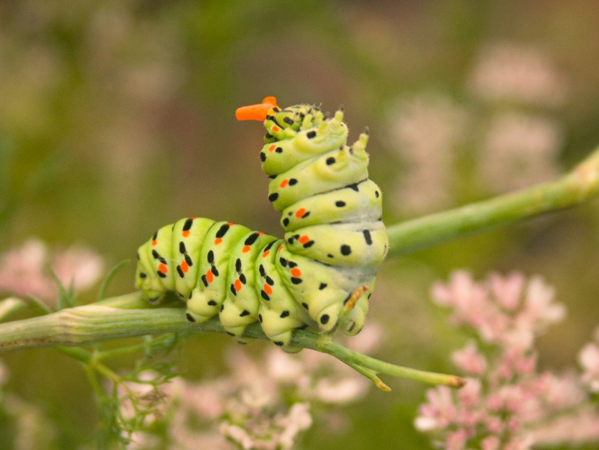 Гусеница бабочки махаон - Яна