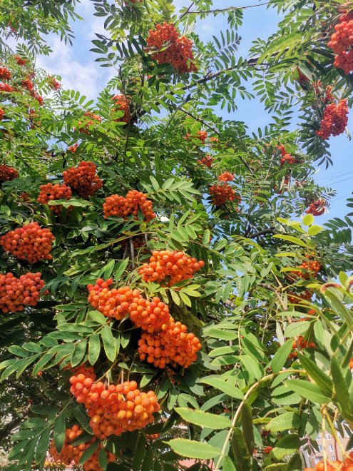 Рябиновый рай (Rowan Paradise) -  