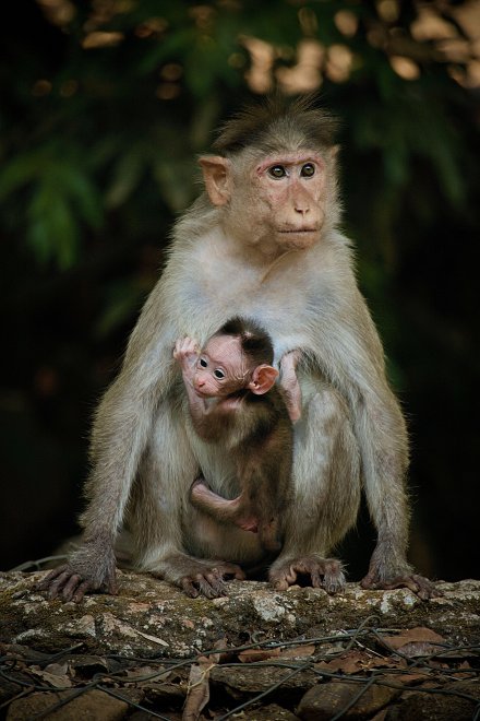 Семейное фото -  