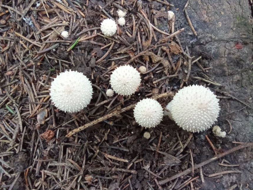 Грибное семейство. - Катя Новожилова