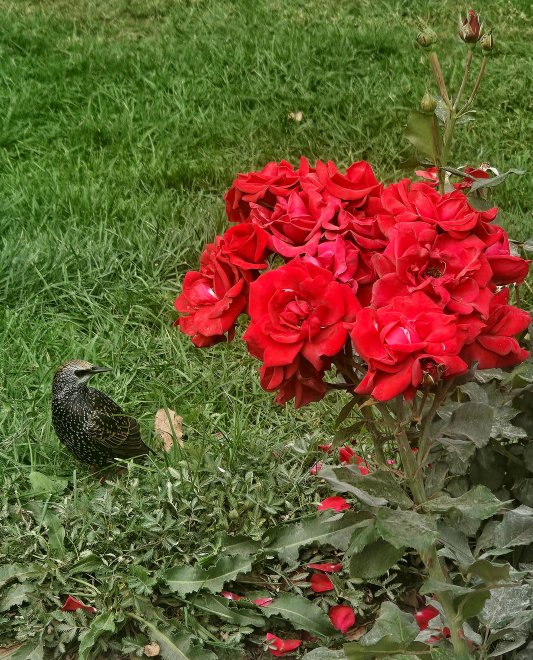 Цветы и птицы -  