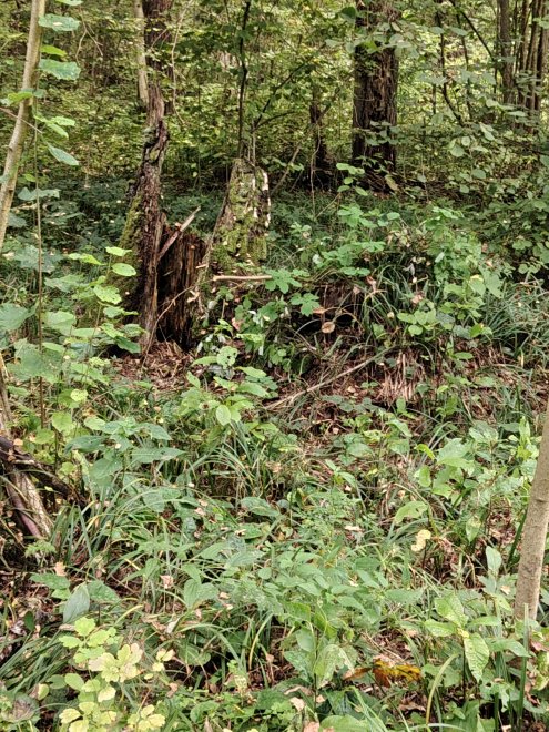 домик дядюшки Ау. -  