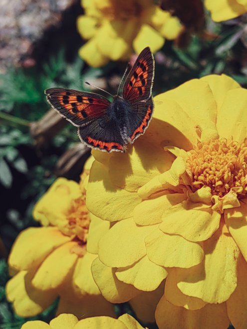 Краски лета -  