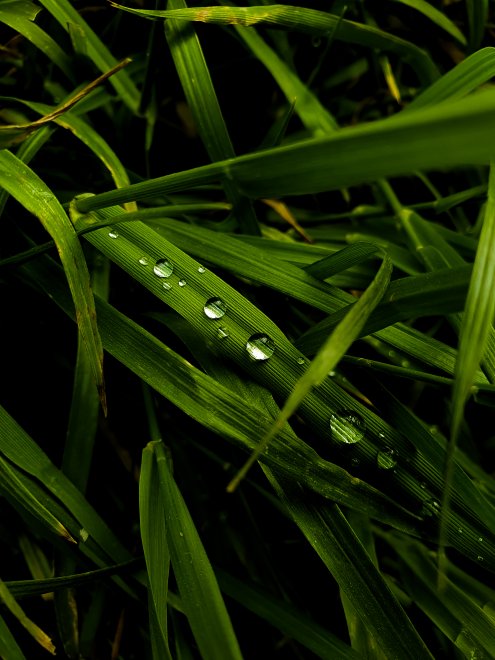 Капли - Екатерина