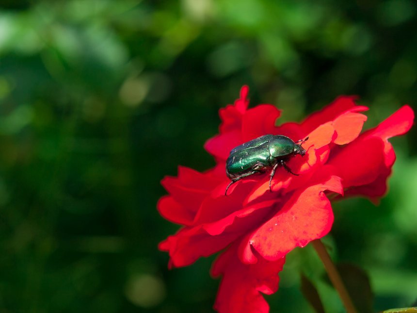 Бронзовка на розе - Михаил
