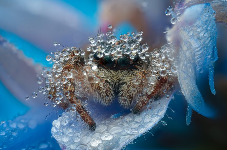 Паук-скакунчик в цветке цикория -  
