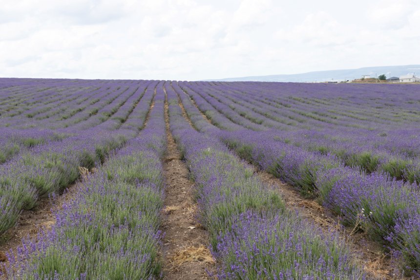 Крымские лавандовые поля - Альфия Хабирова