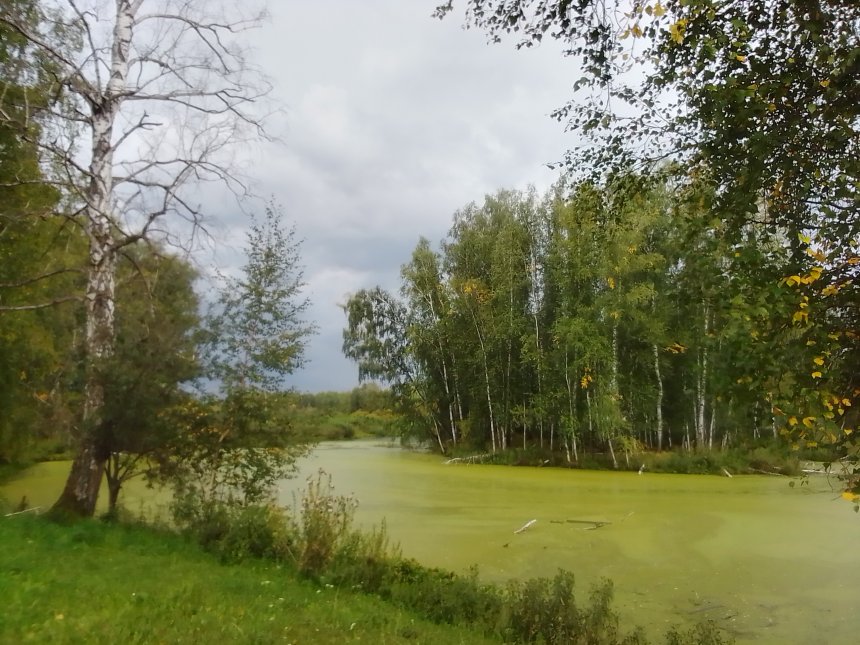 Маслёнок спрятался,но мы его нашли - Светлана