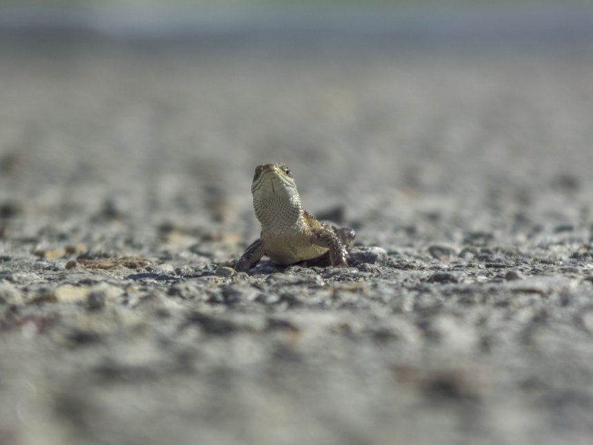 Маленькая жизнь на большой дороге -  