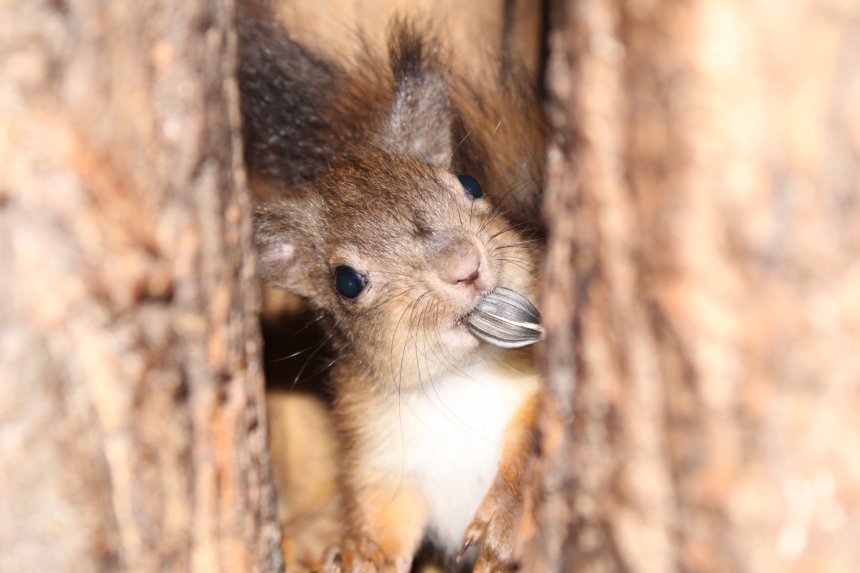 Белка  в дупле ест семеку -  