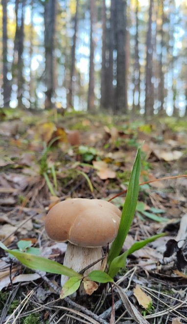 Белый гриб -  