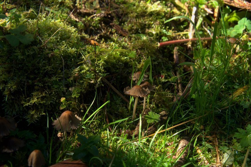 Сказочный лес - Илья