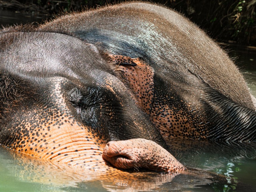 спят усталые слонята - Владимир