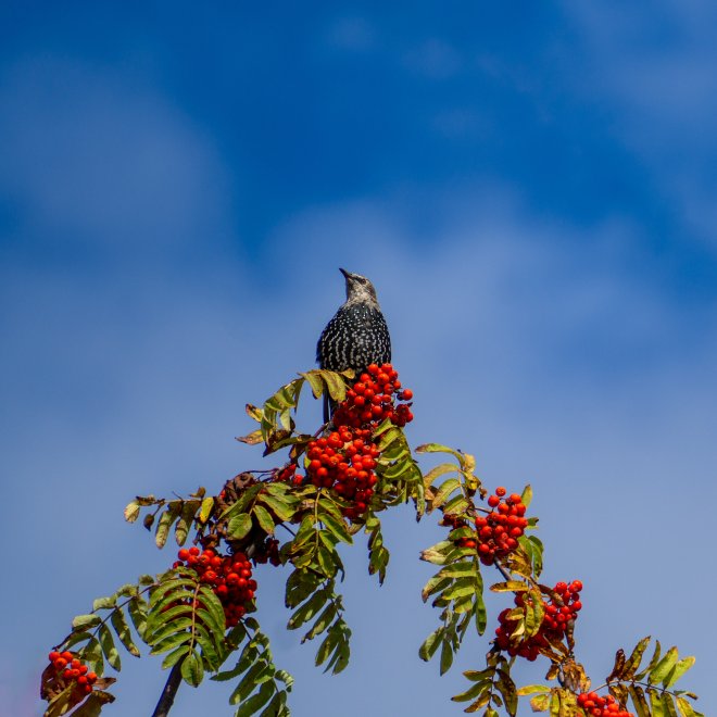 Глядящий в даль - Александр