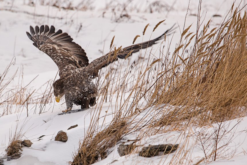 Рыбак и рыбка -  