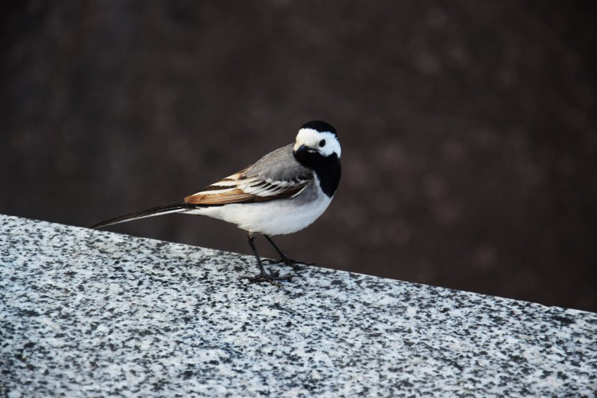 Путешественница на парапете - Георгий