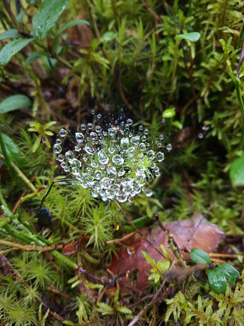Паук сплел бассейн. -  