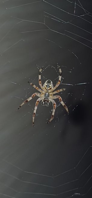 Сосед! - Сергей