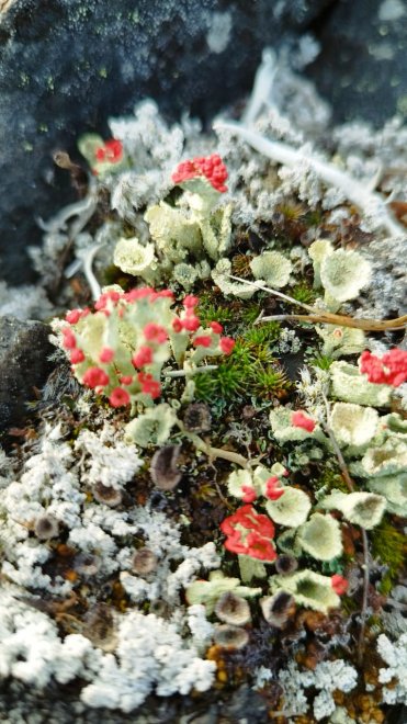 Чукотские жители - Елена Гревцова