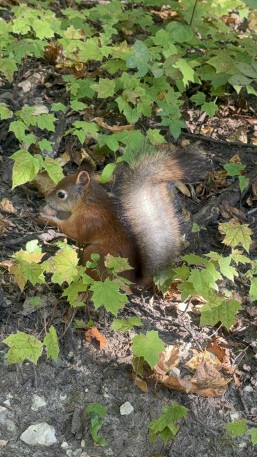 Белка с орехом - Оксана