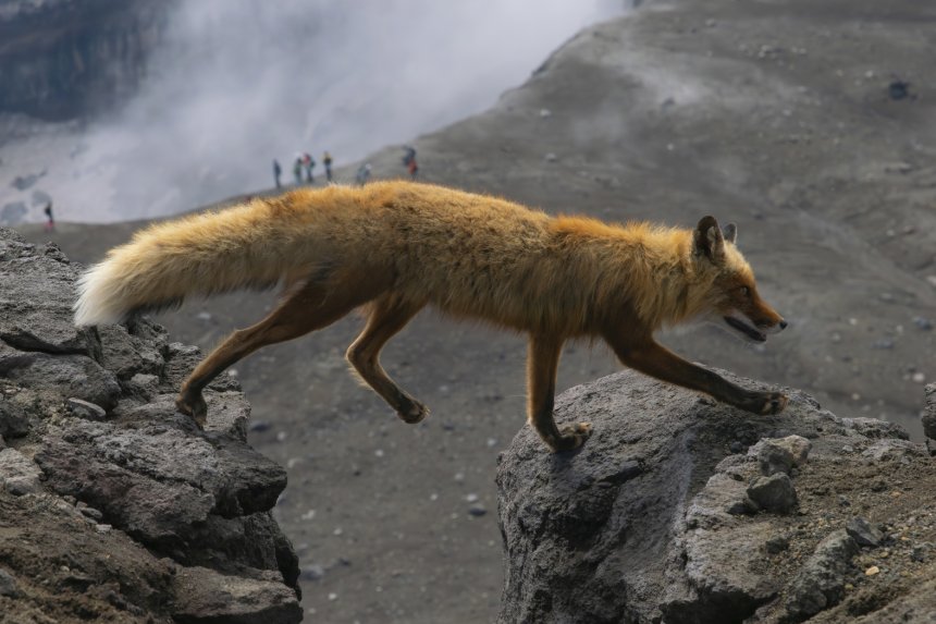 Лисобус - Юлия Хобта