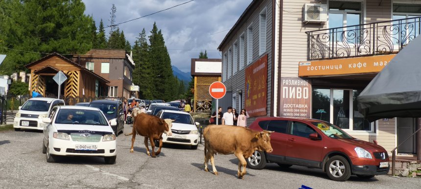 Коровы и мы -   (1/7)