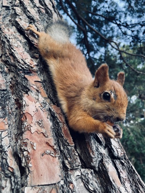 Рыжая проказница -  