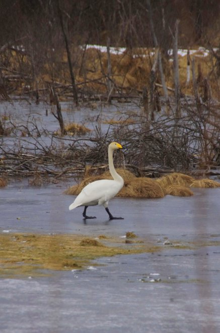 В ожидании весны - Ксения