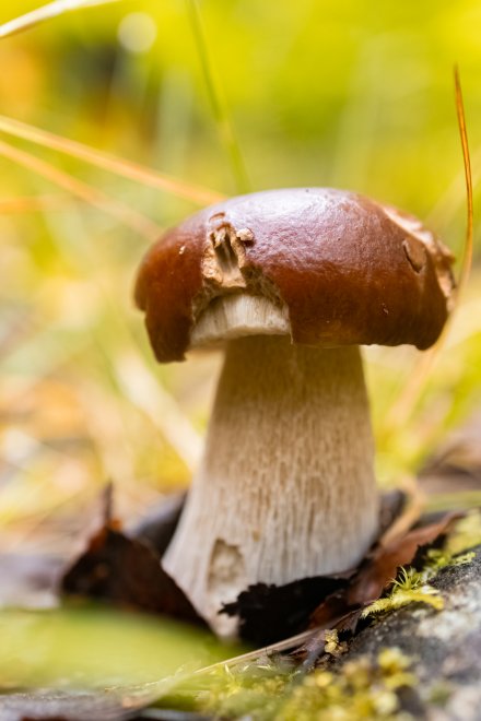 Карельский боровичок -  