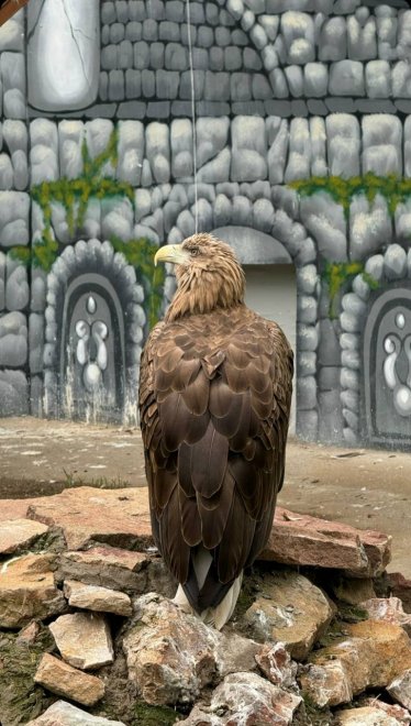 Орёл - хищник - Паша