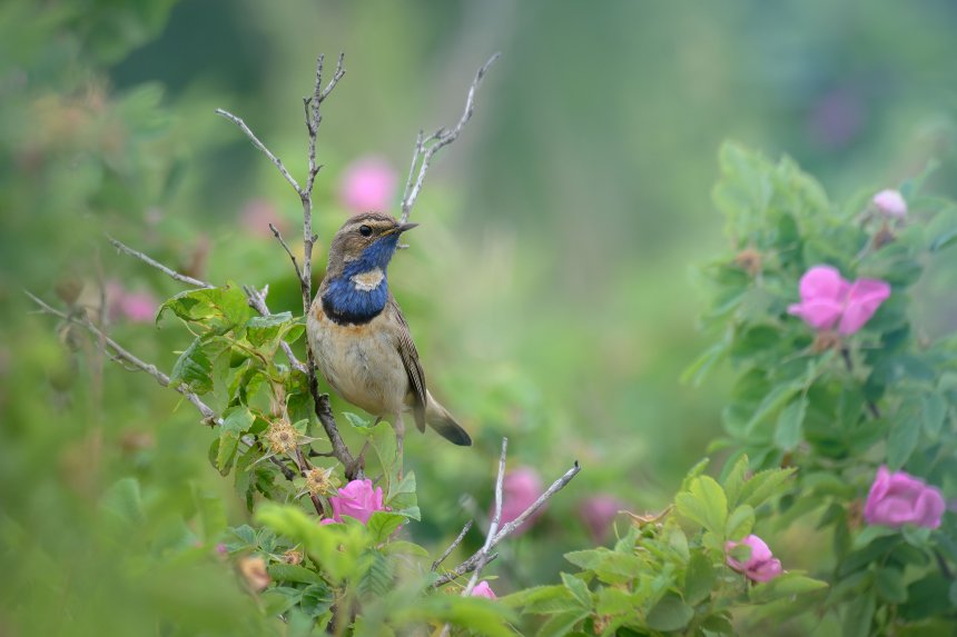 Икебана - Александра