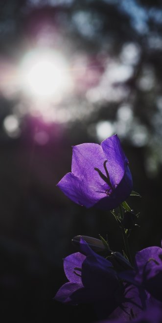 Фиолетовое мерцание - Наталья