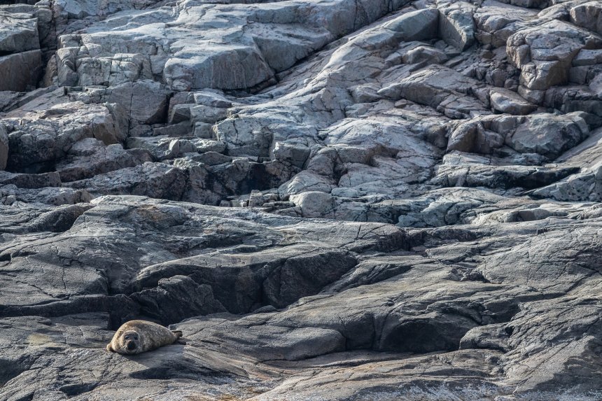 Камень с глазами -  