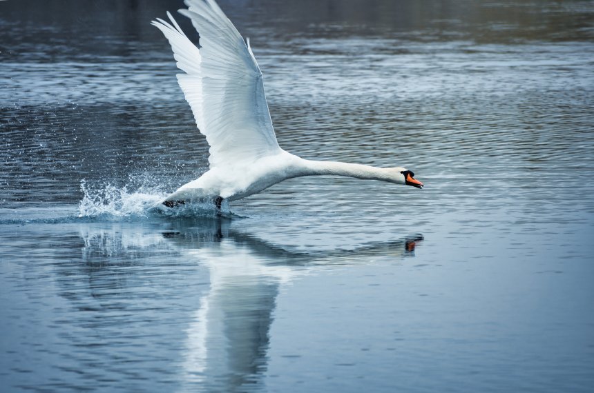 Отражение -  