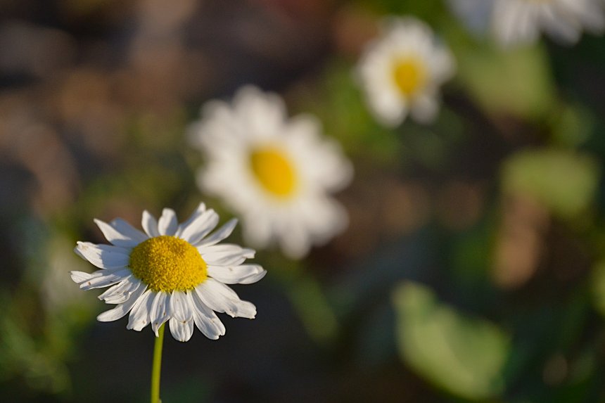 Отголоски лета - Степанова Варвара