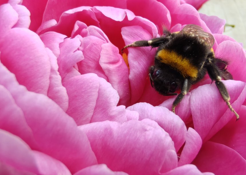 мохнатый шмель - Надежда