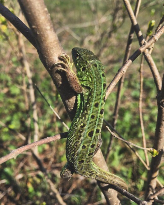 Мини вселенная - Мария Дубровина