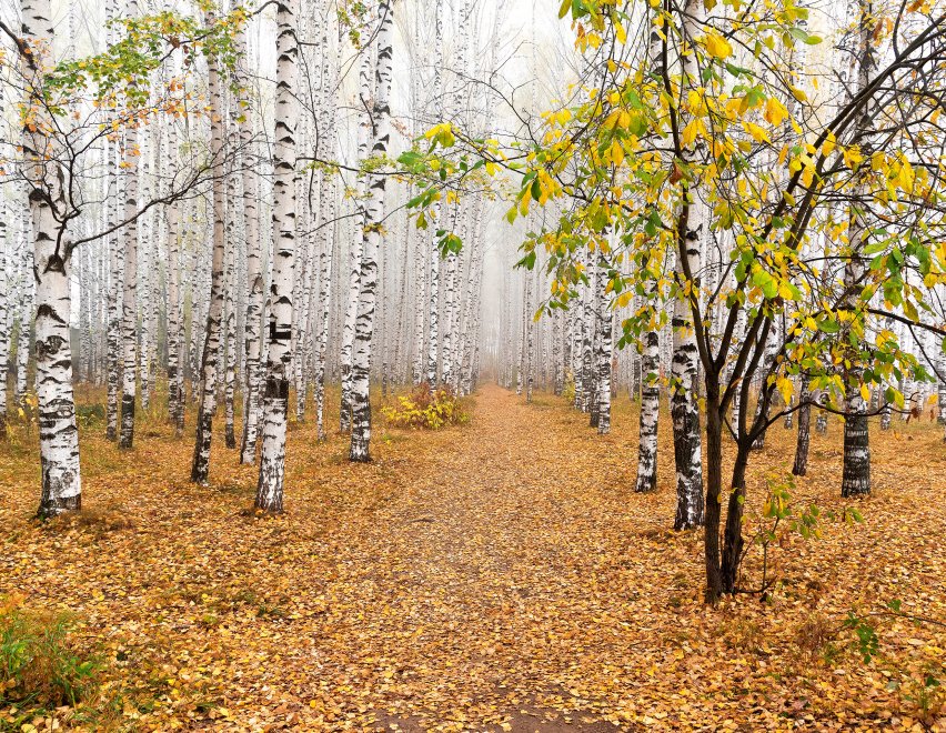 Золотая осень в березовой роще - Евгений Карепанов