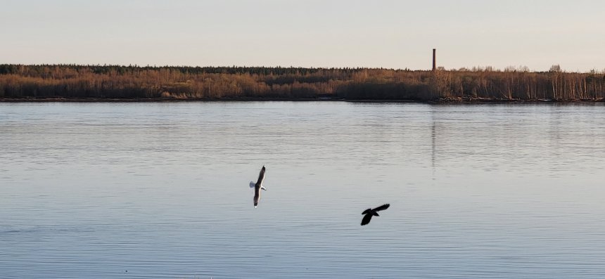 Птицы над водой - Дарья