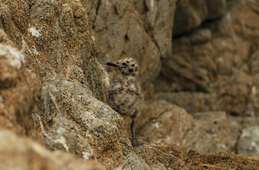 Птенец чайки - Ольга