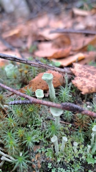 Лесная красота -  