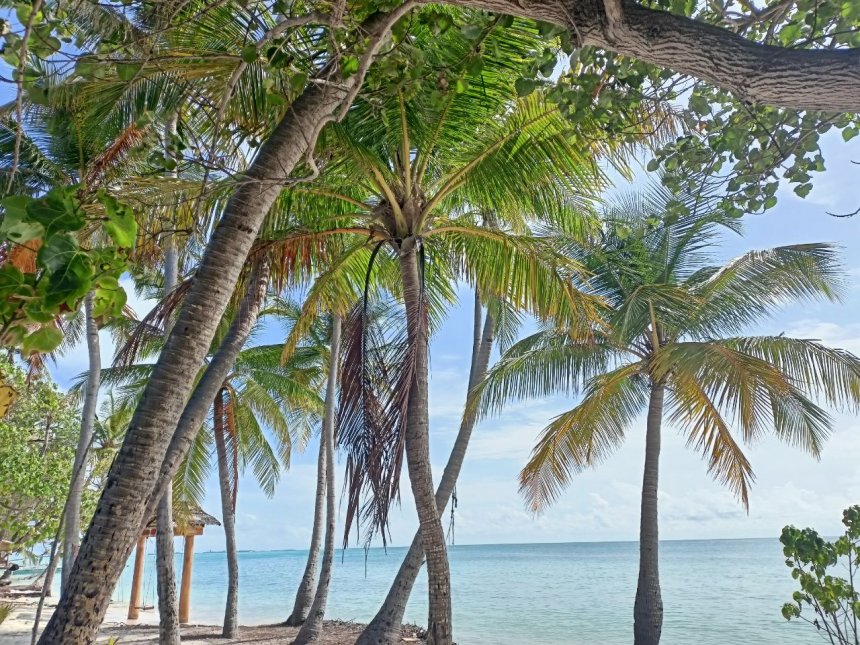 Островная природа Мальдив -   (1/8)